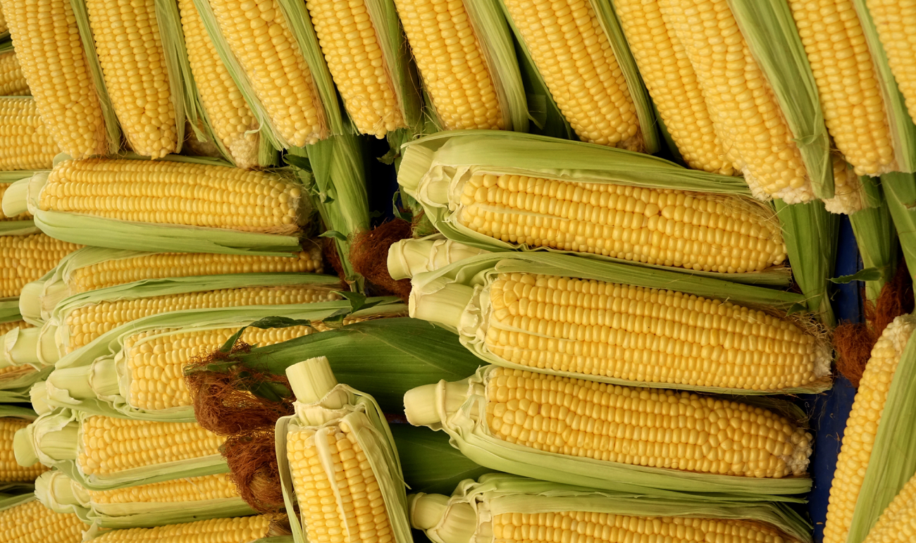 Potager des Bergeries